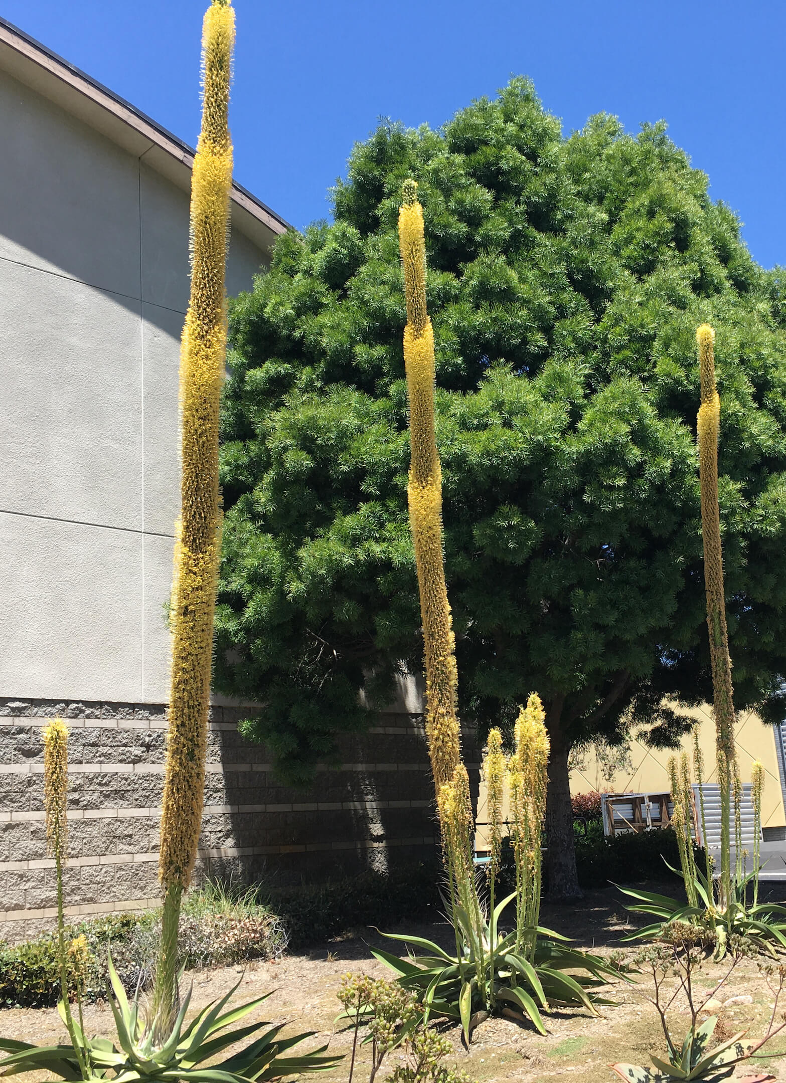 Cunning Plants Use Tricks to Lure Pollinators Article